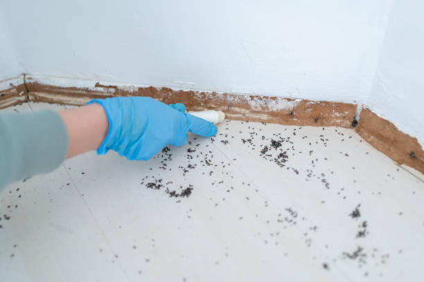 Best Pest Exclusion Services  in Los Chaves, NM